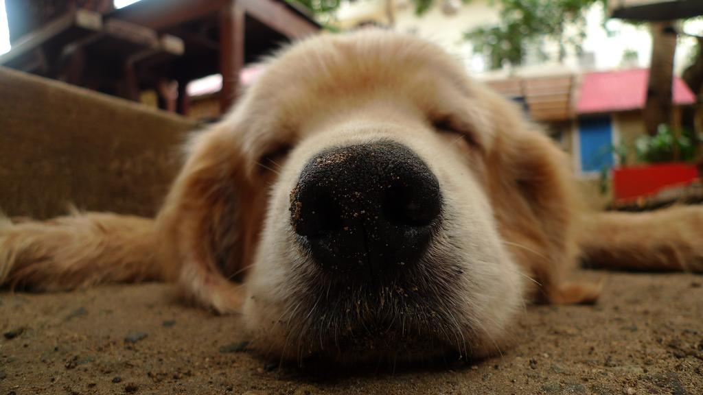 Lazy Dog 2*