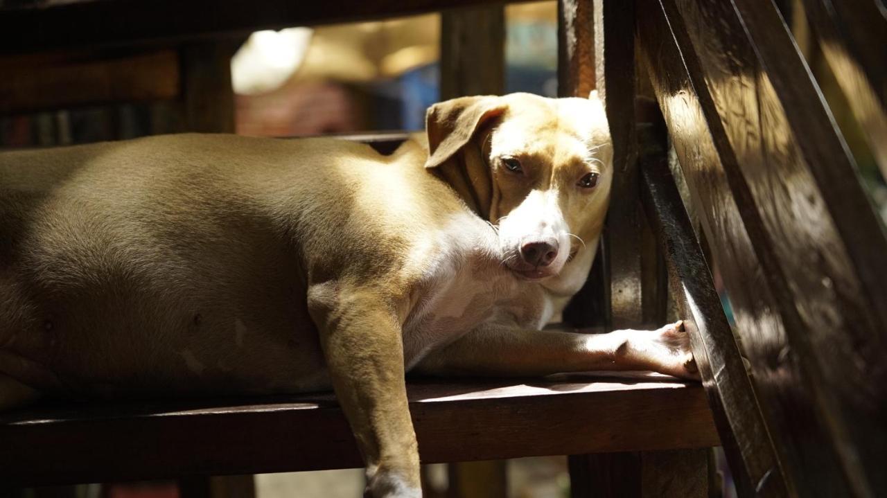 Lazy Dog Resort