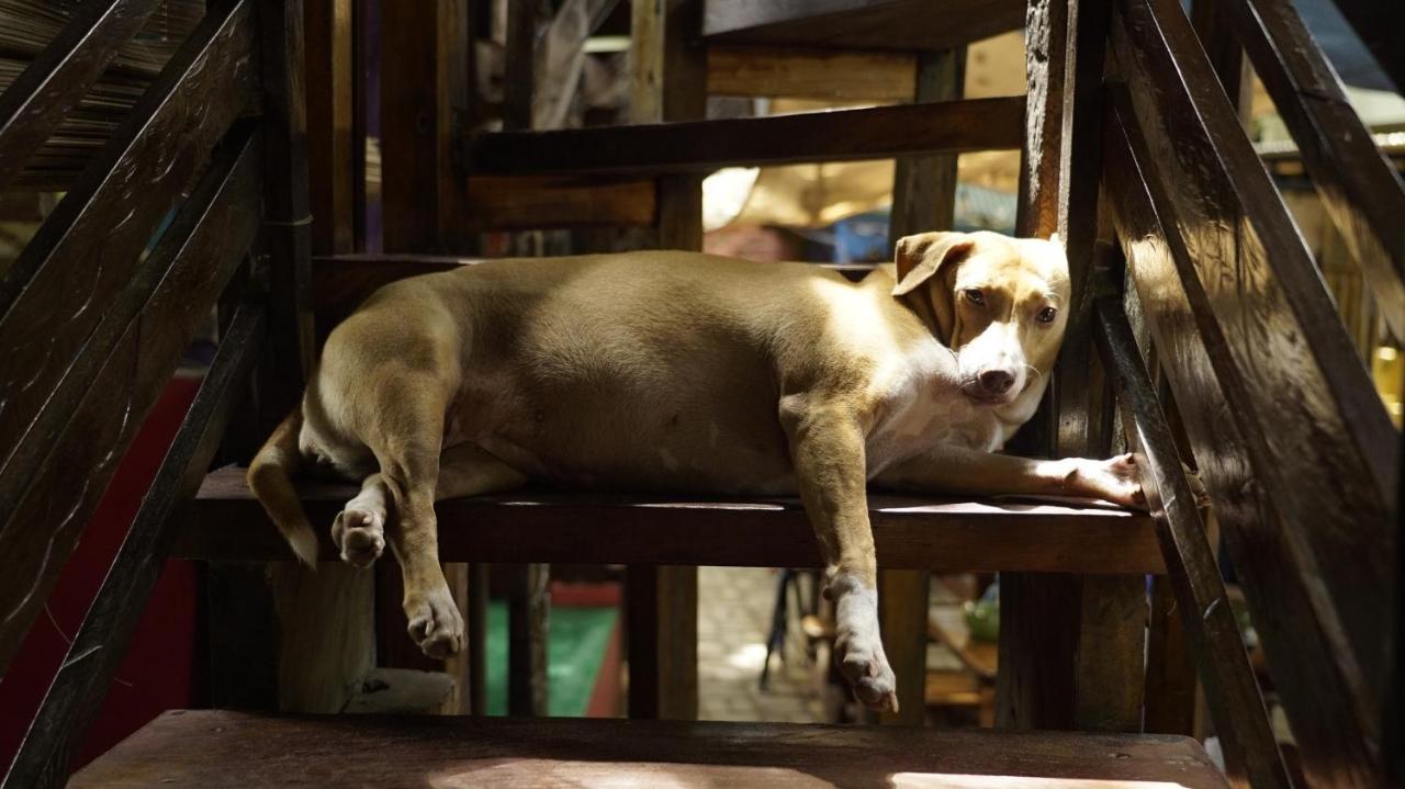 Lazy Dog Balabag (Boracay)