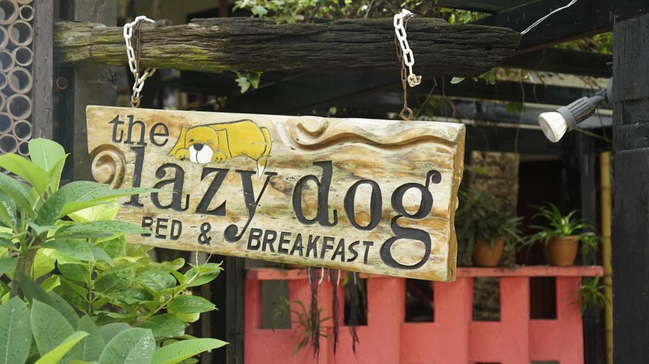 Resort Lazy Dog